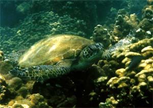 Sunning Turtle by John Guy 